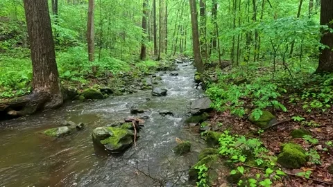 Slow Motion Forest Stream Flowing Through Lush Green Woodland Stock Footage 340581170