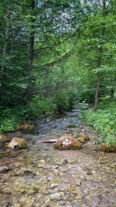 Slow Motion Forest Stream Viewed from Small Wooden Bridge Stock Footage 312896695