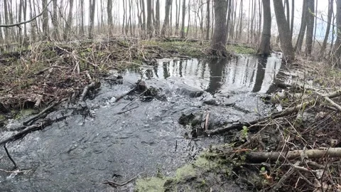Slow motion forest stream water flowing over stones Stock Footage 332866623