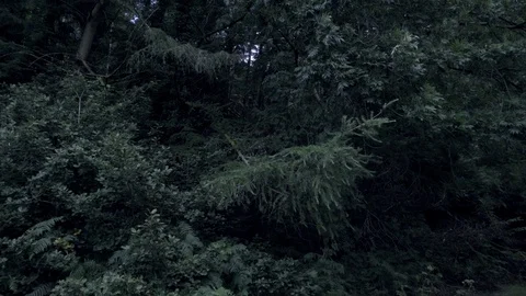 Slow motion forest trees sway together in high winds Video stock 103757553