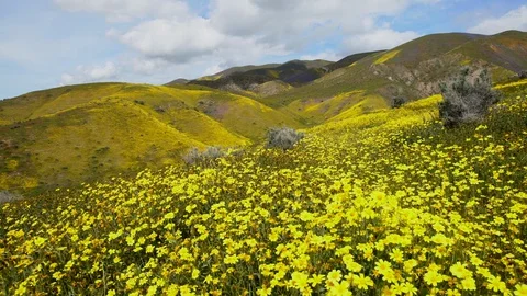 Slow motion forward tracking shot over yellow wildflower hills in California 스톡 동영상 128212893