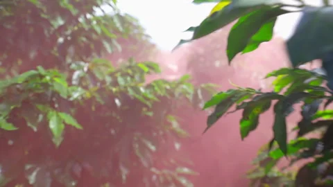 Slow Motion forward Tracking Shot in Colombian Coffee Plantation with Red Smoke Stock Footage 317505211