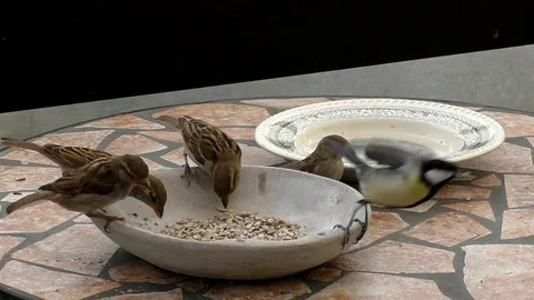 Slow motion: Four house sparrows and a great tit eating birdseed from stone bowl Stock Footage 94432865