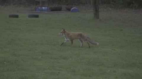 Slow Motion Fox walking in British Field Video stock 124896107