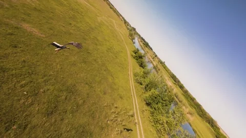 Slow motion FPV drone video of white stork flying over green fields Stock Footage 334174125