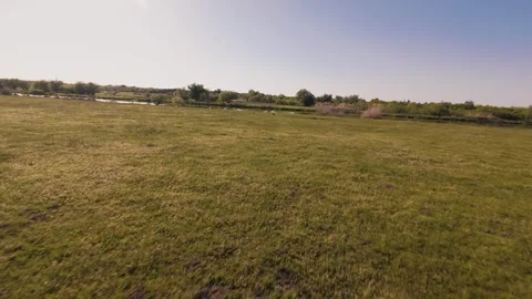 Slow motion FPV drone video of white stork flying over green fields Stock-Footage 334174371