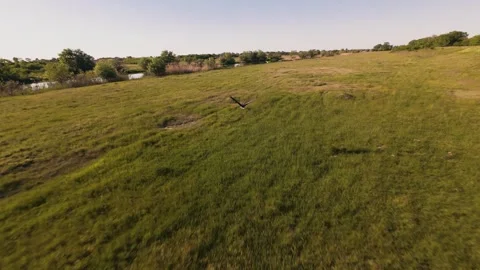 Slow motion FPV drone video of white stork flying over green fields Stock Footage 334174380