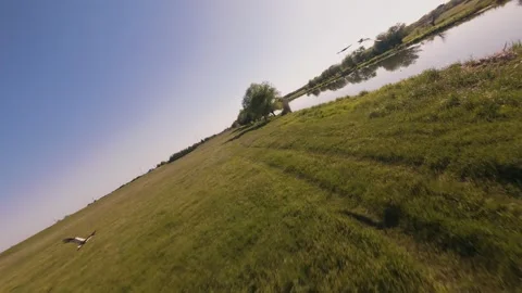 Slow motion FPV drone video of white stork flying over green fields Stock Footage 334174420