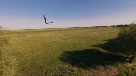 Slow motion FPV drone video of white stork flying over green fields Stock Footage 334174540