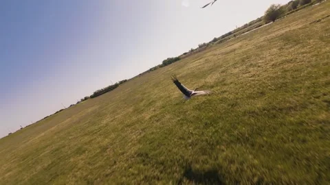 Slow motion FPV drone video of white stork flying over green fields Stock Footage 334174582