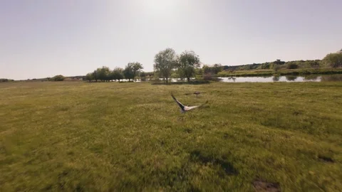 Slow motion FPV drone video of white stork flying over green fields Stock Footage 334174583