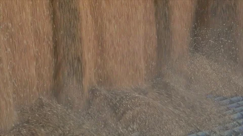 Slow motion frame of a wheat fall close-up. Harvesting wheat. Pouring wheat from Video stock 117629583