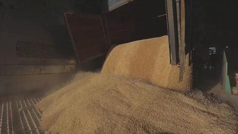 Slow motion frame of wheat unloading from a truck to a warehouse, slow motion 库存影片 116032071