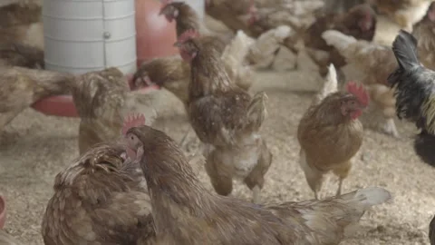 Slow Motion of Free-Range Chickens (Galinhas Caipiras) in Coop, Organic Farm Stock Footage 320632775
