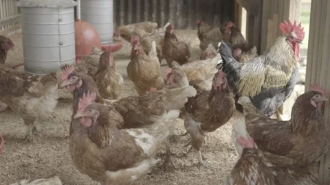 Slow Motion of Free-Range Chickens (Galinhas Caipiras) in Coop, Organic Farm Stock Footage 320632783