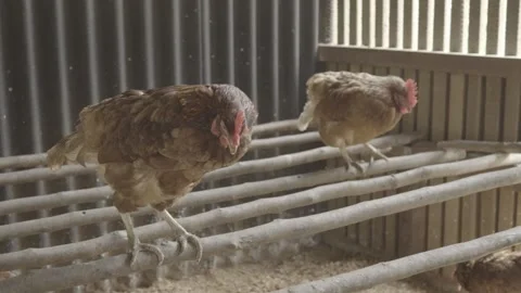 Slow Motion of Free-Range Chickens (Galinhas Caipiras) in Coop, Organic Farm Stock Footage 320632847