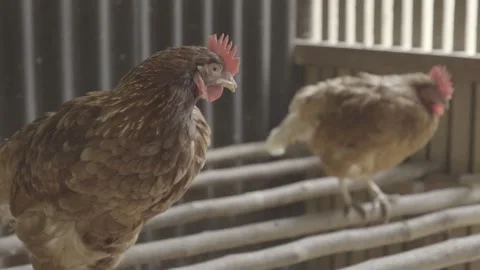 Slow Motion of Free-Range Chickens (Galinhas Caipiras) in Coop, Organic Farm Stock Footage 320632859