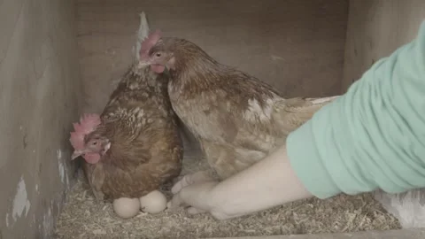 Slow Motion of Free-Range Chickens (Galinhas Caipiras) in Coop, Organic Farm Stock Footage 320632906