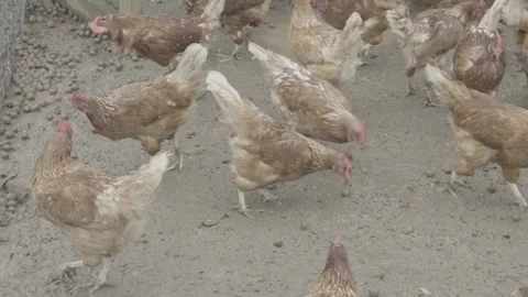 Slow Motion of Free-Range Chickens (Galinhas Caipiras) in Coop, Organic Farm Stock Footage 320632992