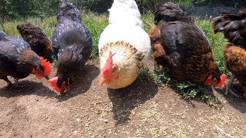 Slow motion of free range hens eating grain outdoors Stock Footage 113508216