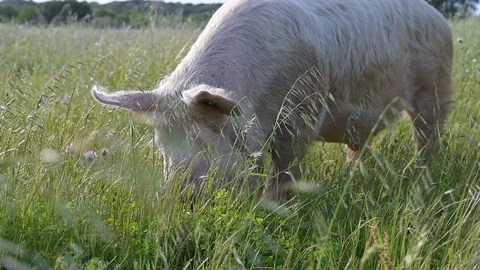 Slow motion of free range pig feeding on a windy springtime meadow organic farm Stock Footage 129628908