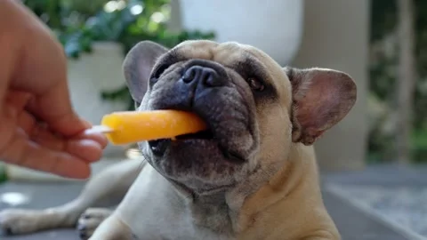 Slow motion French bulldog eating orange ice pop outdoor. Stock Footage