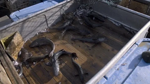 Slow motion of fresh catch of large fish at fishing boat deck, USA Stock Footage 138893252