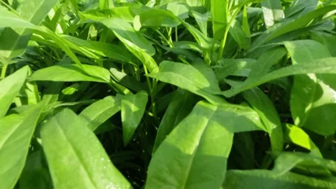 Slow motion of fresh green young kale leaves in the field Stock Footage 320981171