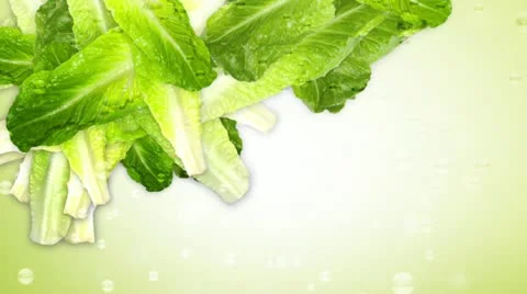 Slow-motion fresh romaine lettuce Stock Footage