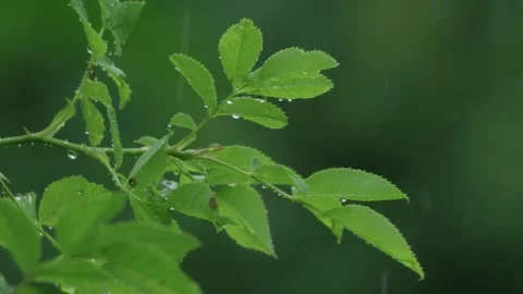 Slow motion of fresh spring shoots in gentle rain Stock Footage 332464660