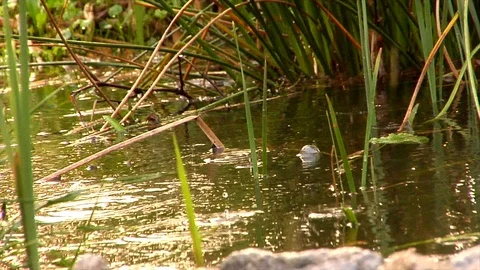 Slow Motion Frog Bubbles and Raindrops Stock Footage 105068671