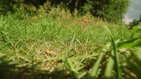 Slow Motion Frog Leaping On Fresh Green Grass Stock Footage 317116952