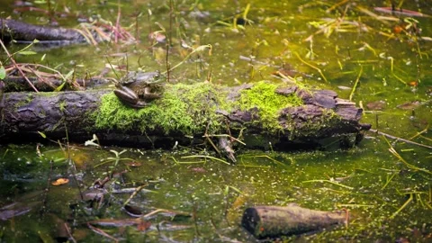 Slow motion of frog resting in shallow pond with floating leaves Stock Footage 315137247