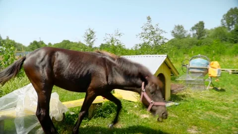 Slow motion front close-up view of dark brown horse on a sunny day with another Stock Footage 119760024