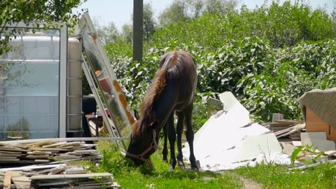 Slow motion front view of dark brown horse eating grass in a green flower field Stock Footage 119759967