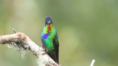 Hummingbird Front View Stock Footage ~ Royalty Free Stock Videos | Pond5