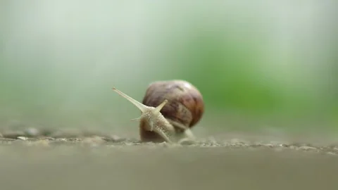 Slow motion front view of Snail crawling on the pavement Stock Footage 242973888