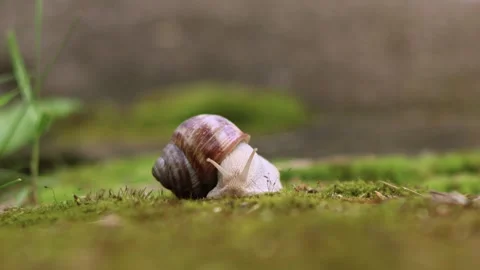 Slow motion front view of snail rising its shell Video stock 243132863