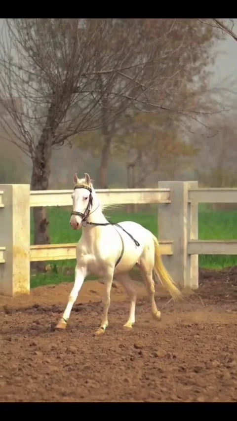 Slow Motion Front View of a White Horse Running in a Farm. Vídeos de archivo 334304844