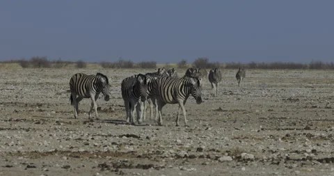 Slow motion front view of zebras walking to a waterhole, Etosha National Park, Stock Footage 144242606