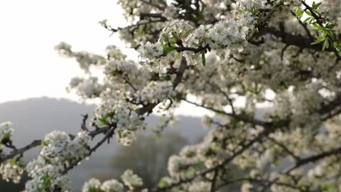 Slow Motion Fruit Tree Blooming in Spring 스톡 동영상 218432535