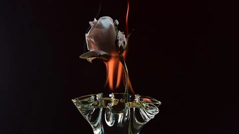 A Slow motion Full HD video of Flames pulsing over a White rose Stock Footage 203020243