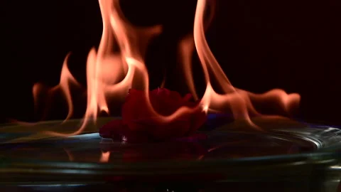 A Slow motion Full HD video of Flames pulsing over a red rose Stock Footage 203021343