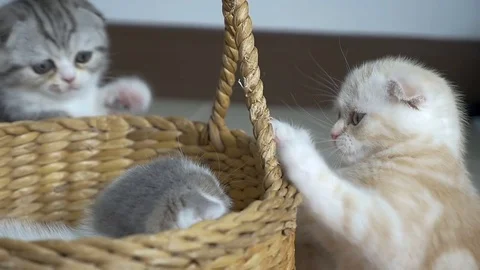Slow motion of funny tabby kittens breed Scottish Fold playing in the basket Stock Footage 78543260