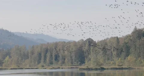 Slow motion of gaggle of Canada Geese (Branta canadensis) flying over lake Stock Footage 219973117
