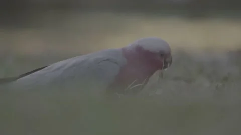 Slow Motion - Galah Digs Through Grass For Food Stock Footage 195006447