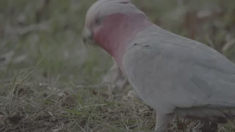Slow Motion - Galah Digs Through Grass For Food 2 Stock Footage 195006747