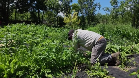 Slow Motion of Gardener Pulling Weeds Among Green Vegetation Vídeo Stock 340160038