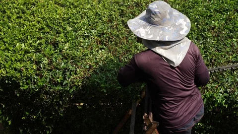 Slow motion, gardener using saw mower cutting shrub decorate backyard green g Stock Footage 108924622