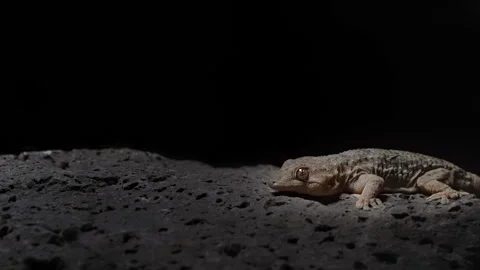 Slow motion of the gecko running away from danger during night hunting 스톡 동영상 100428449